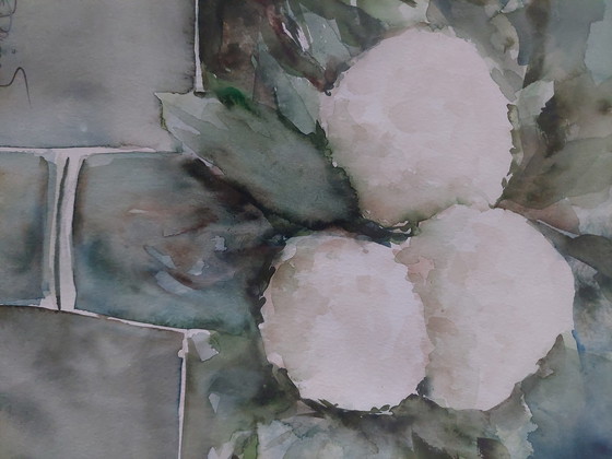 Image 1 of Ortensie bianche