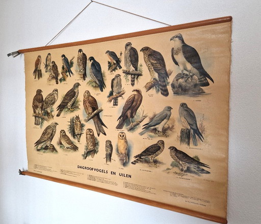 Schoolplaat Dagroofvogels en uilen van Thieme uit 1955