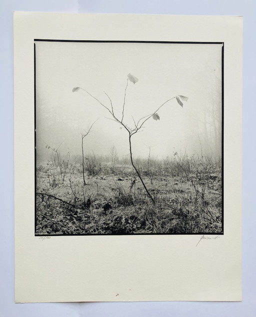 Ralph Janowski - Stampa fotografica Albero - Grande formato