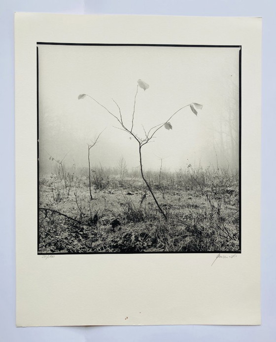 Image 1 of Ralph Janowski - Stampa fotografica Albero - Grande formato
