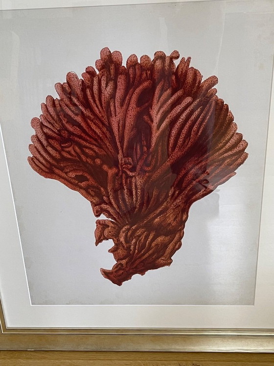 Image 1 of Estampes anciennes de corail rouge par Eichholtz