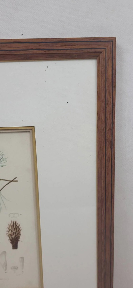 Incisione botanica su lastra Pino marittimo Fournier – Poster, Paper (photo 5 of 7)