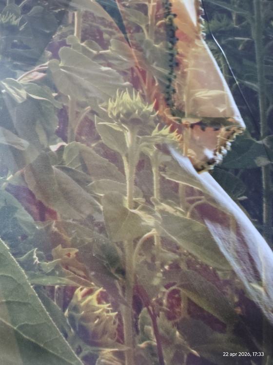 Image 1 of 2 obras fotográficas; título: girasol