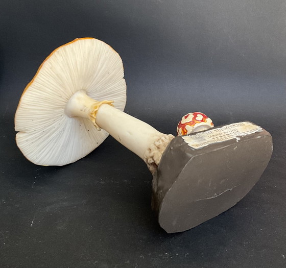 Image 1 of Vintage Deyrolle Vliegenzwam Paddestoel Model – Amanita Muscaria
