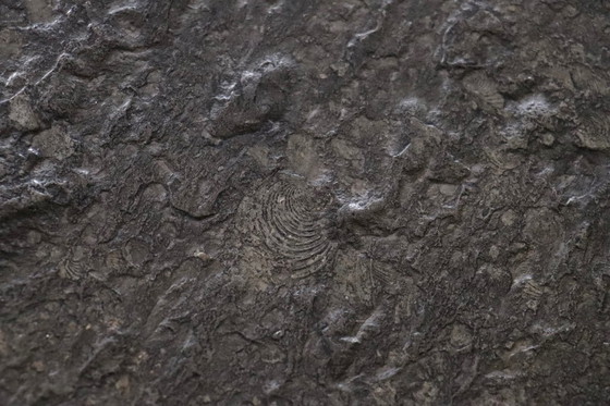 Image 1 of Tavolino da caffè di Peter Draenert Studios in pietra fossile e rovere, Germania, anni '70