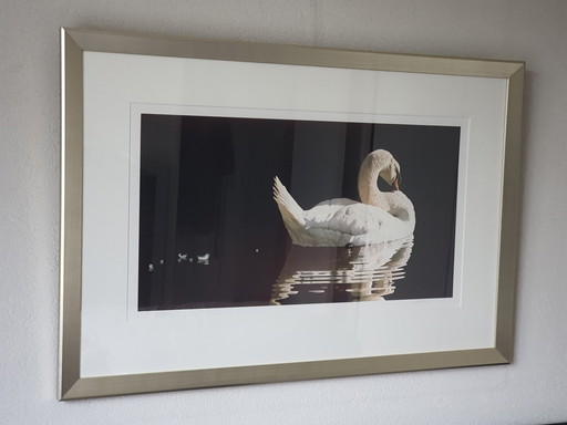 Giclée print van aquarel "Losing Feathers" van Renso Tamse