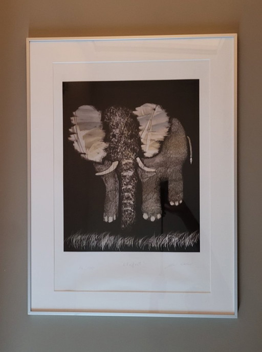 Jan Wolczak - Elefant - 14/100