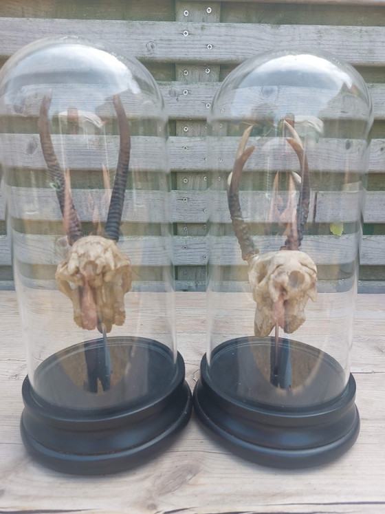 Image 1 of Springbock- und Impalaschädel