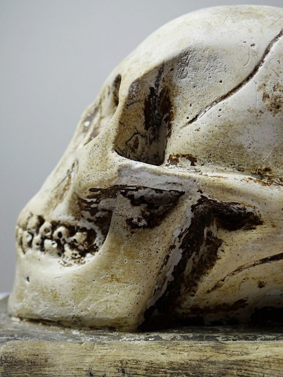Image 1 of Ancien Memento Mori en plâtre, crâne sur livre, curiosité fin XIXe début XXe