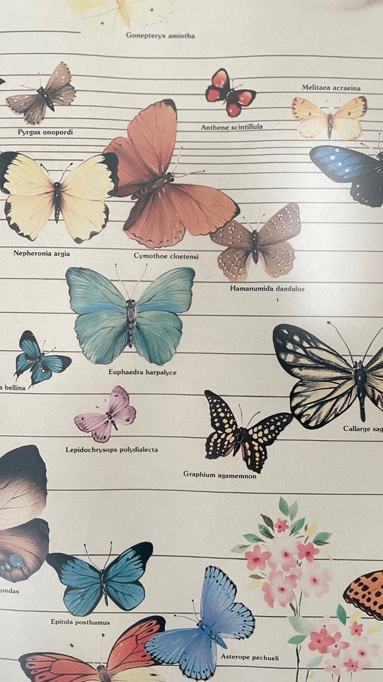 Image 1 of Poster vintage italiano con farfalle