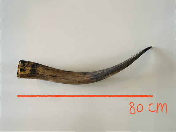 Image 1 of Corna Teschi Palchi Longhorn Bullbar Corna di mucca Bufalo
