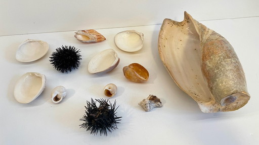 Seashell collection
