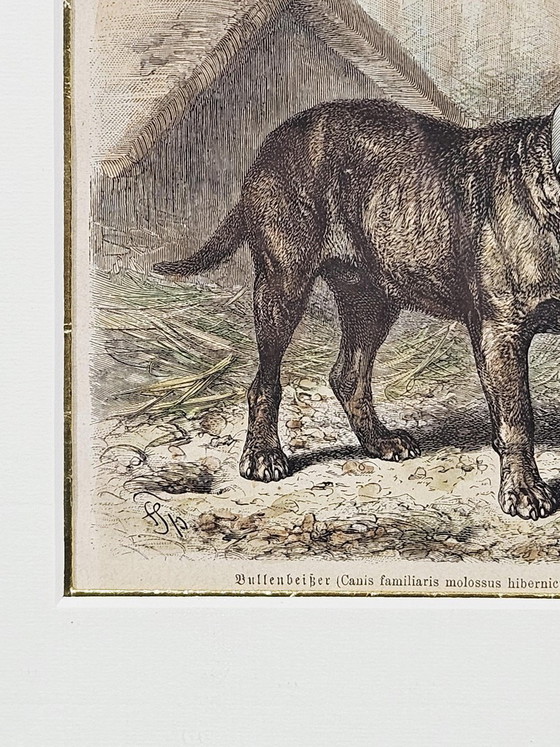 Friedrich Carl Georg Specht, Hund, 1870, Original Holzschnitt, Gerahmt – Lithographien & Drucke (photo 4 of 9)