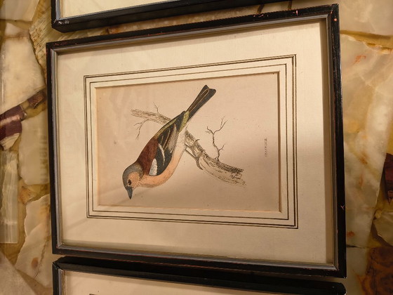 Image 1 of Antique bird prints in frames (5 pieces)