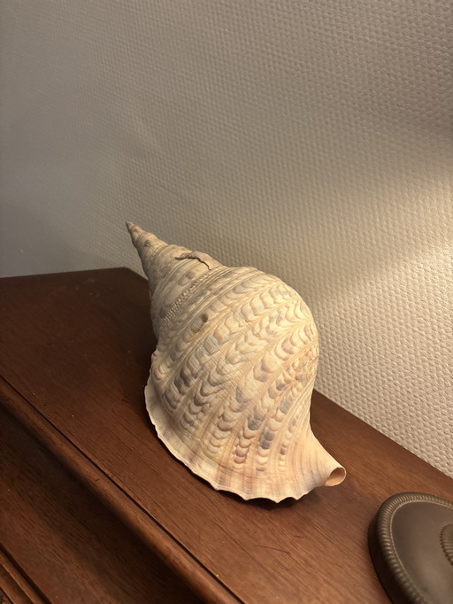 Tritorn horn shell