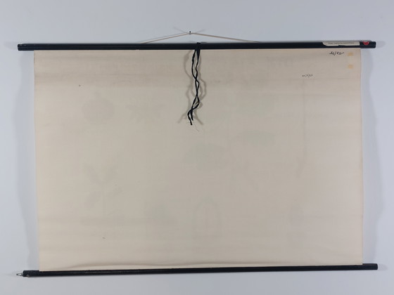 Image 1 of Vintage roll-up map, teaching aid, biology, wall map, oak trees