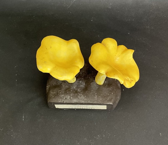 Image 1 of Vintage Deyrolle Cantharel paddenstoel model – Frans botanisch exemplaar