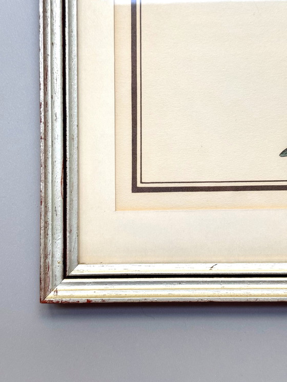 Image 1 of Lithographie ornithologique ancienne, Georges-Louis Leclerc, années 1920, imprimée par Weissenbruch S.A.