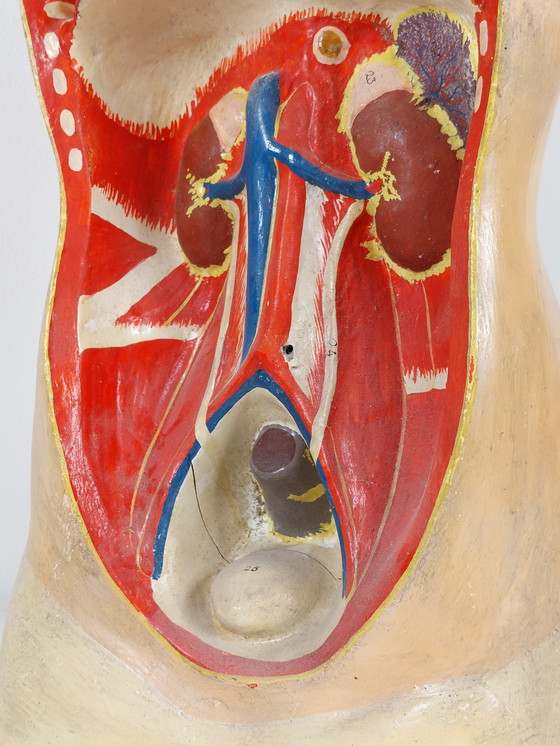 Image 1 of Vecchio modello anatomico didattico, gesso Phywe, torso anni '40