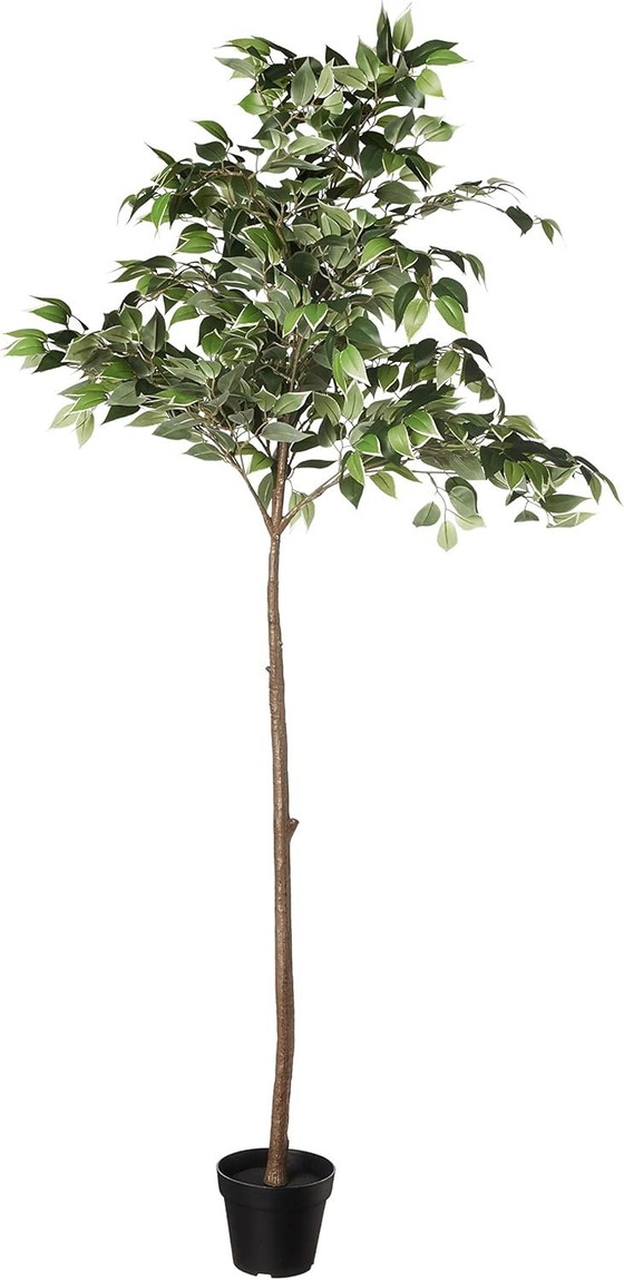 Image 1 of Artificial ficus with plastic pot, 160 cm, Green