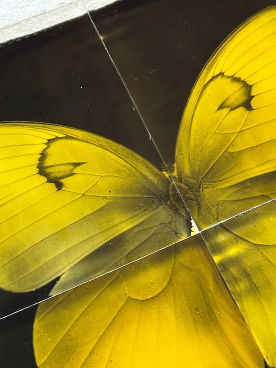 Image 1 of butterfly