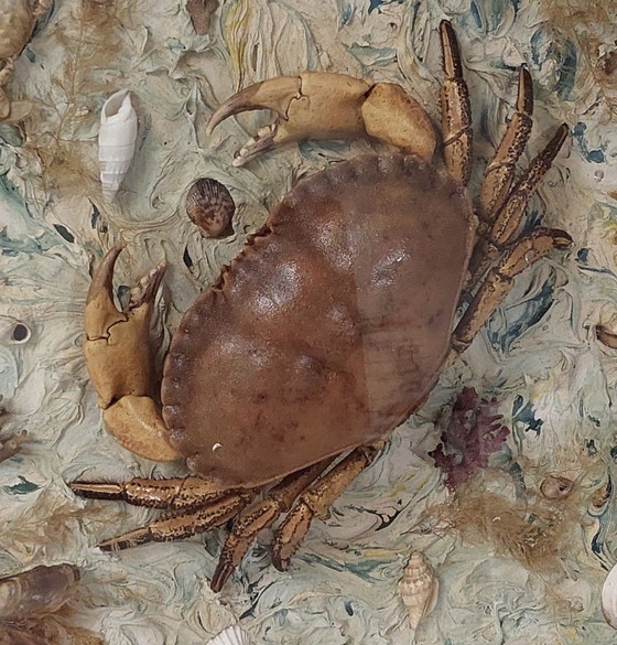 Image 1 of Mounted crab in display case