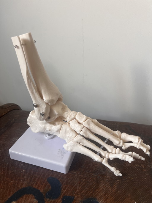 Piede a grandezza naturale modello anatomico vintage