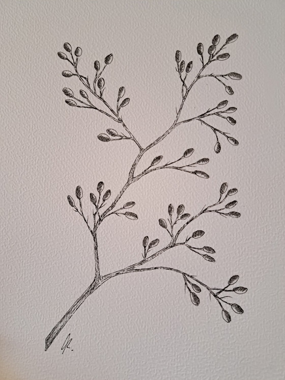 Image 1 of Illustration of a botanical meadow flower | Botanical arts