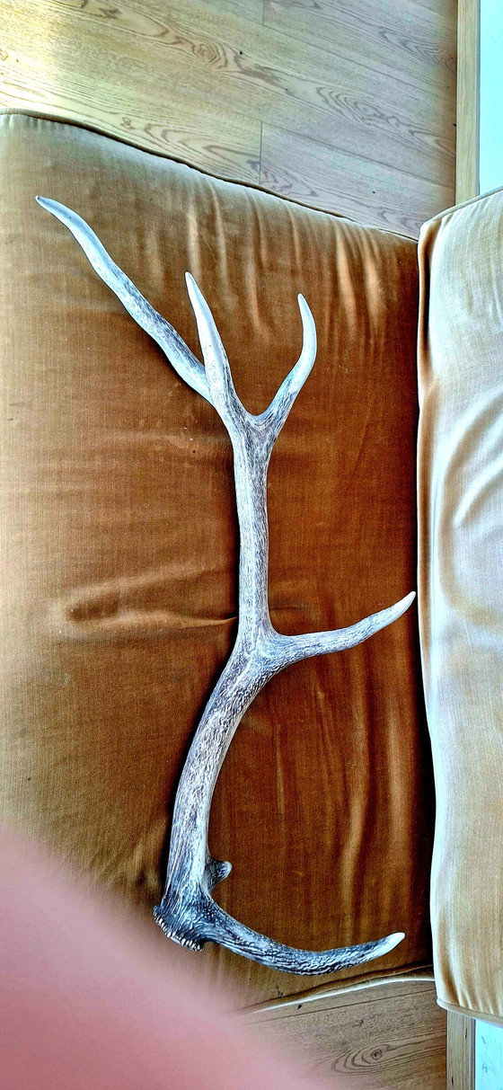 Corno di Cervo Rosso – Oggetti decorativi, Other (photo 8 of 15)