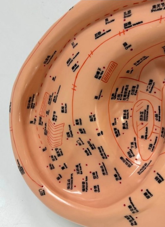 Image 1 of Ohrmodell-Akupunktur