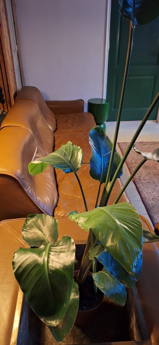 Image 1 of Divano modulare vintage originale degli anni '60