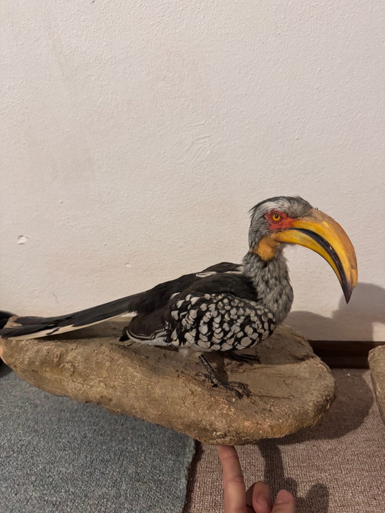 2 Opgezette Afrikaanse Vogels, Decoratieve objecten, Steen, Anders, Zwart (foto 4 van 5)