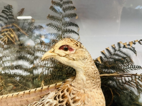 Antique Stuffed Pheasants in Display Case – Decorative Objects, Glass, Wood (photo 9 of 11)