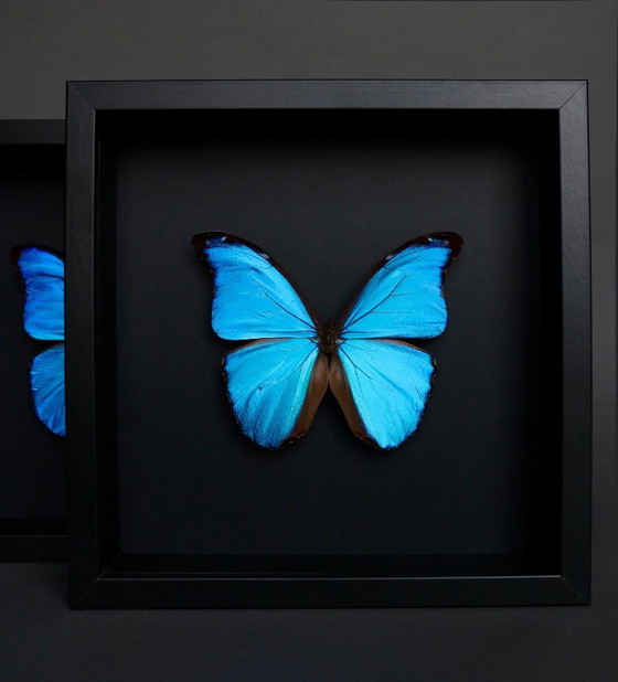 Cornice a farfalla blu Morpho Didius proveniente dal Perù – Oggetti decorativi, Plexiglass (photo 6 of 6)