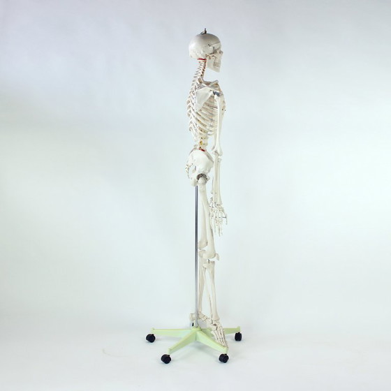 Image 1 of Freestanding Vintage Human Skeleton Anatomy Model, Czechoslovakia 1980s