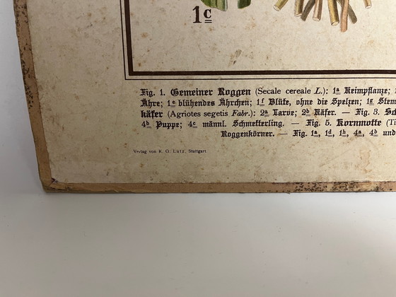 Image 1 of Pannello didattico, pannello scolastico, pannello espositivo, litografia, probabilmente intorno al 1900 - 64 cm
