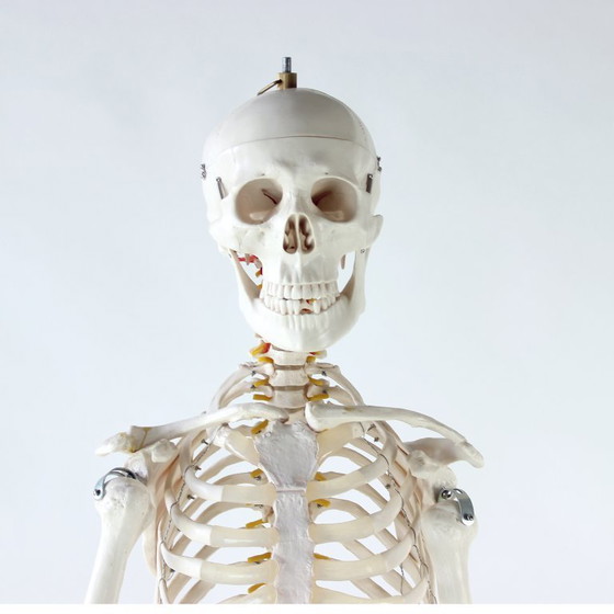 Image 1 of Freestanding Vintage Human Skeleton Anatomy Model, Czechoslovakia 1980s