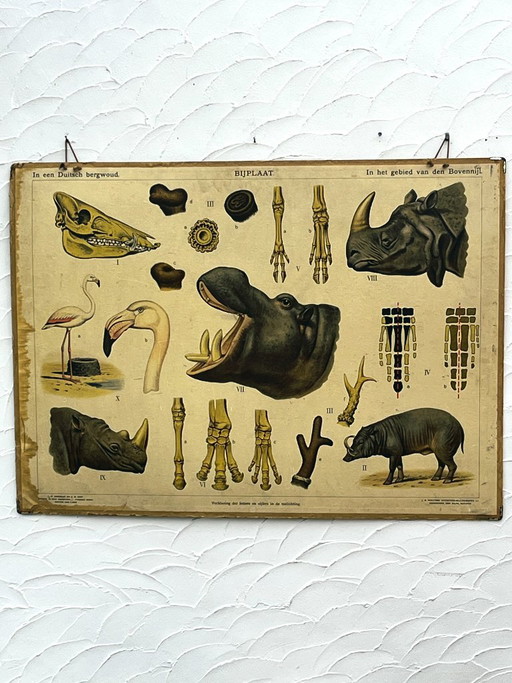 Planche d'école J.B. Wolters Animaux Sauvages & Anatomie