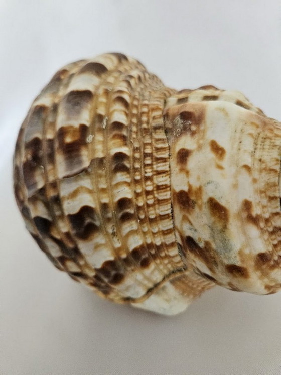 Spectacular Giant Triton's Horn Shell (29 cm) – Luxury Maritime Collector's Item (Pre-CITES) (photo 6 of 10)
