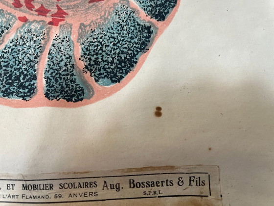 Image 1 of Zoological poster, animal body cell