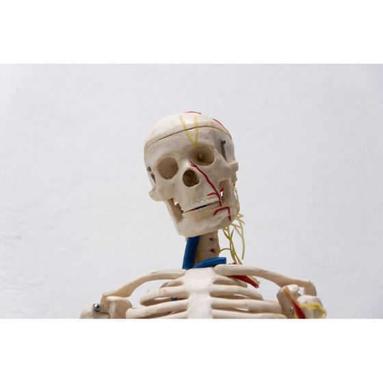 Image 1 of Vintage plastic human skeleton, Czechoslovakia 1960