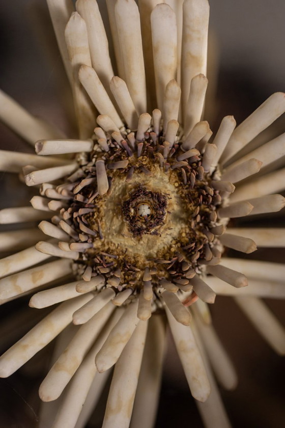 Image 1 of Par de grandes apliques de pared de metal pulido. Años 70.