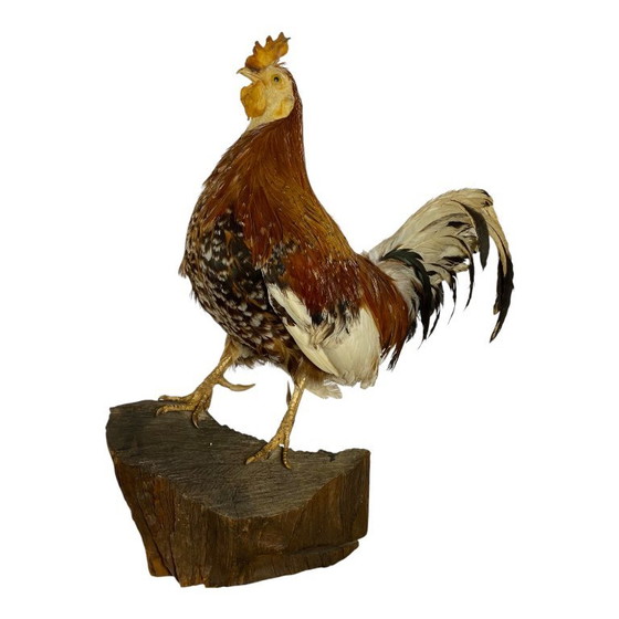 Gallo imbalsamato, tassidermia, imbalsamato, oggetto da collezione, curiosità – Oggetti decorativi, Other (photo 9 of 9)