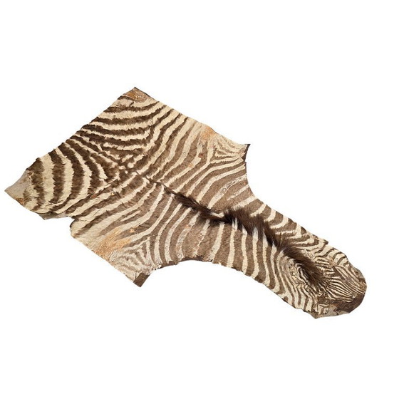 Image 1 of Morceau de vieille peau de zèbre collé sur du cuir, milieu du XXe siècle