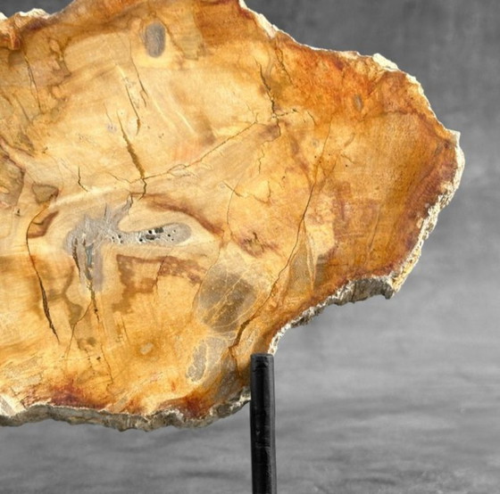 Image 1 of Bois fossilisé de Sooka, fabrication sur mesure standard (nouveau)