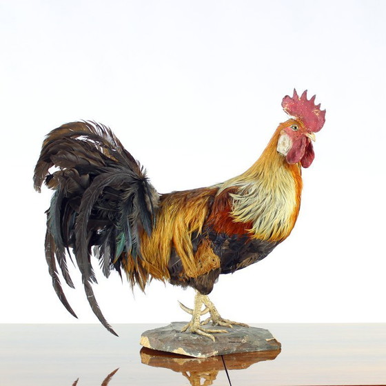Image 1 of Grande gallo tassidermico tedesco antico, primi anni del 1900
