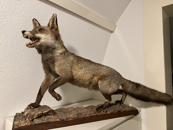 Image 1 of Wunderschöner Stofffuchs 🦊
