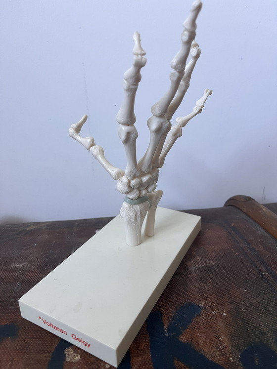 Image 1 of Anatomical decoration x 5