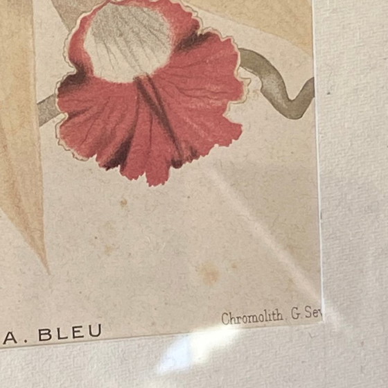 Image 1 of Dipinto antico di un'orchidea, litografia