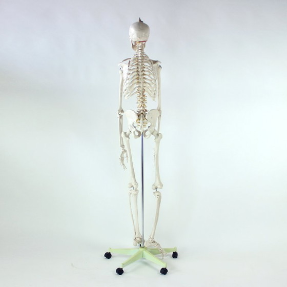 Image 1 of Freestanding Vintage Human Skeleton Anatomy Model, Czechoslovakia 1980s